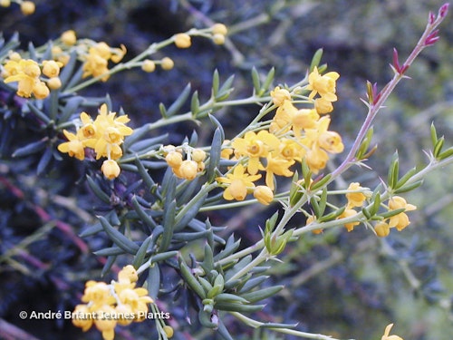 Photo Berberis x stenophylla ( Lindl. )