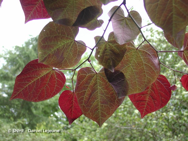 Photo Cercis canadensis 'Forest Pansy'
