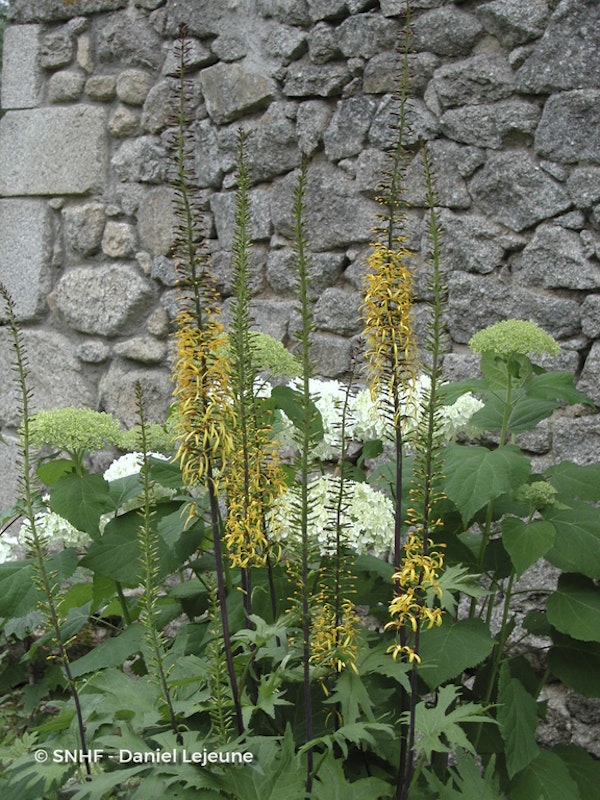 Photo Ligularia przewalskii