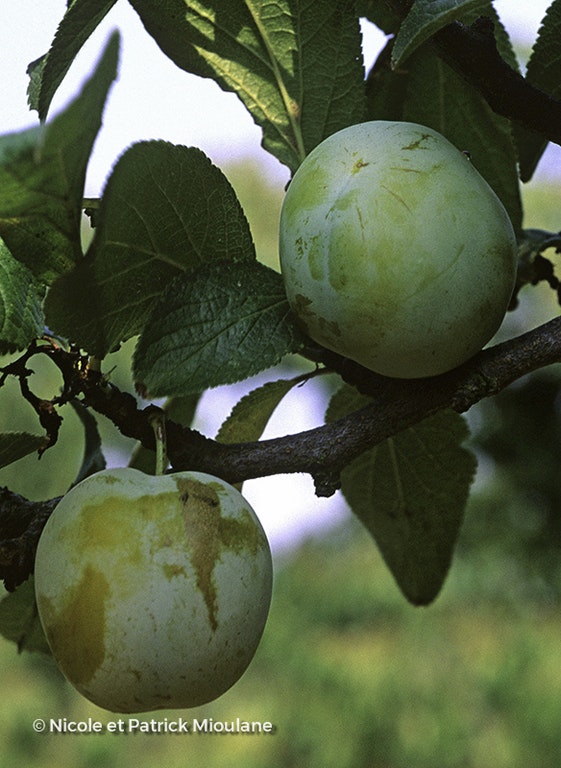 Image de Prunus domestica 'Reine Claude Dorée'