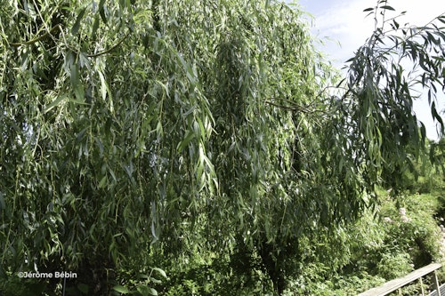 Photo Salix babylonica 'Pendula'