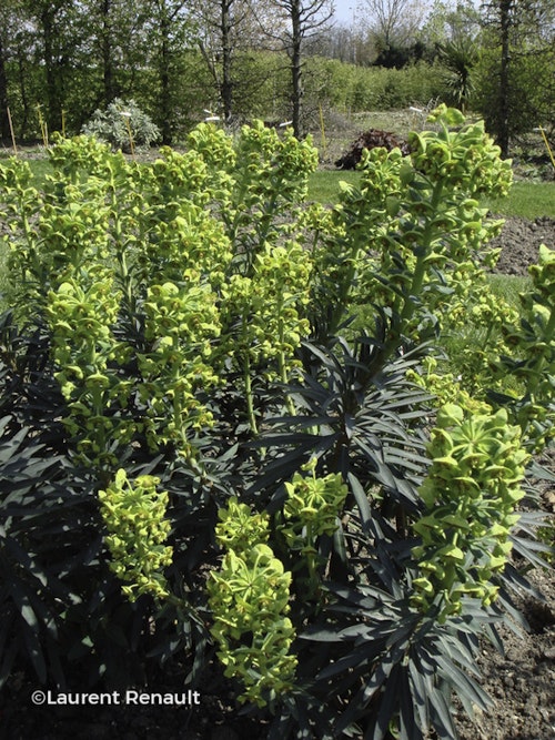 Photo Euphorbia characias