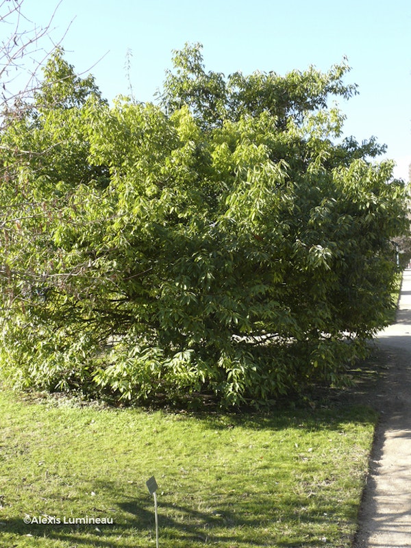 Photo Quercus glauca