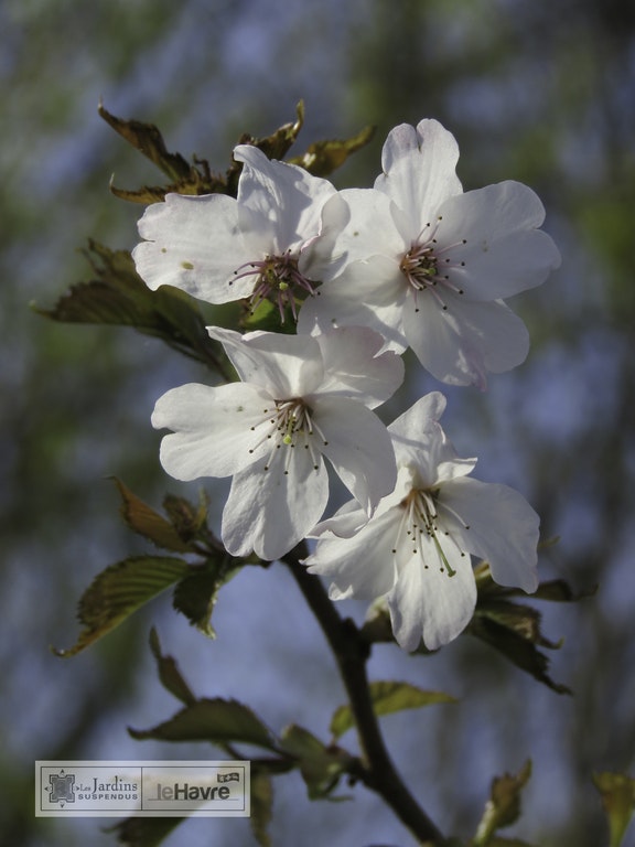 Image de Prunus x subhirtella
