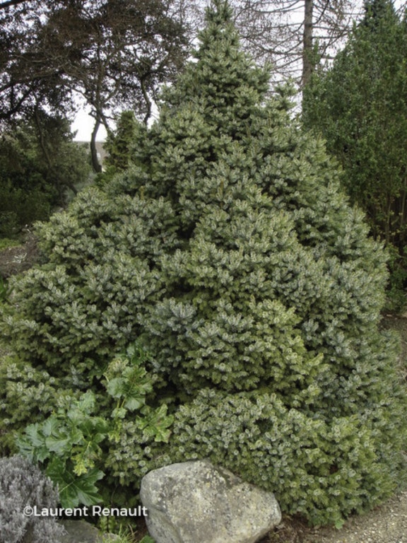 Image de Picea omorika 'Nana'