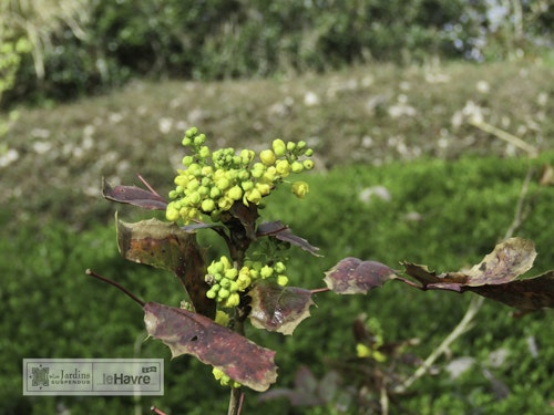 Photo Mahonia aquifolium