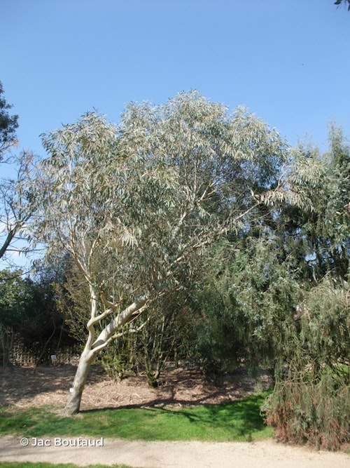 Photo Eucalyptus pauciflora subsp. niphophila