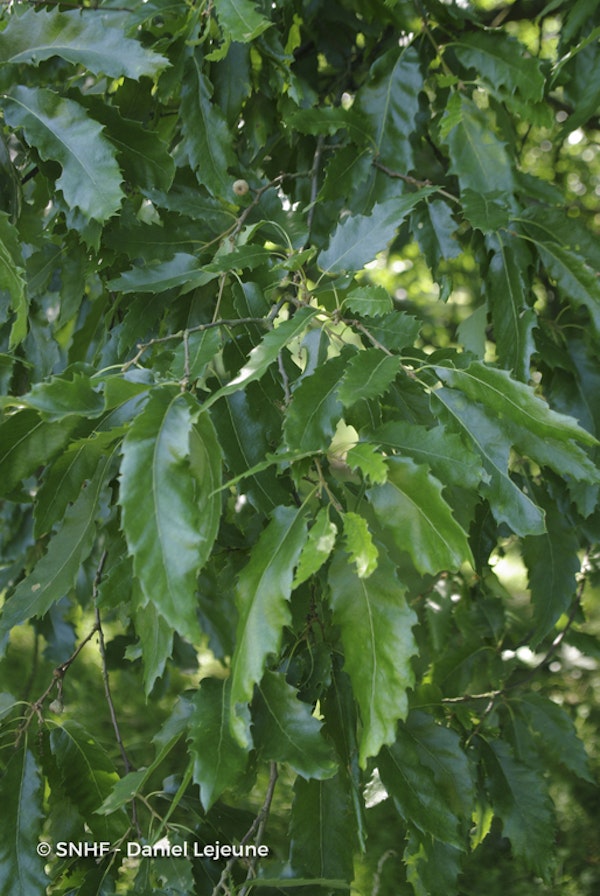 Photo Quercus libani