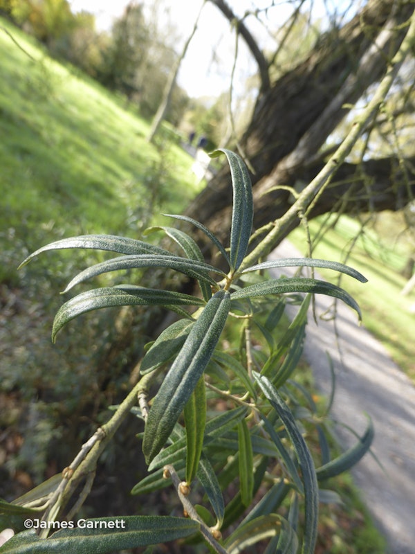 Photo Hippophae salicifolia
