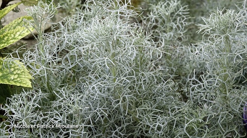 Photo Artemisia alba 'Canescens'