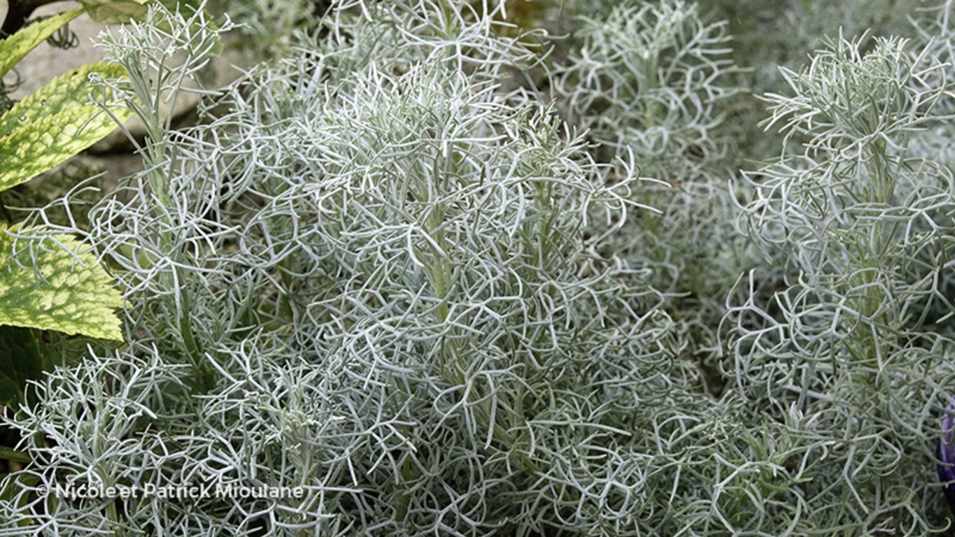 Image de Artemisia alba 'Canescens'