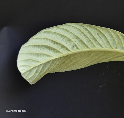 Photo Eriobotrya japonica