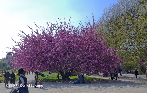 Photo Prunus 'Kanzan'