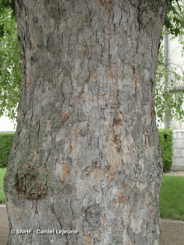Photo Acer pseudoplatanus