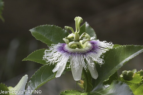 Photo Passiflora edulis