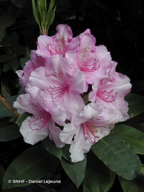 Photo Rhododendron spp.