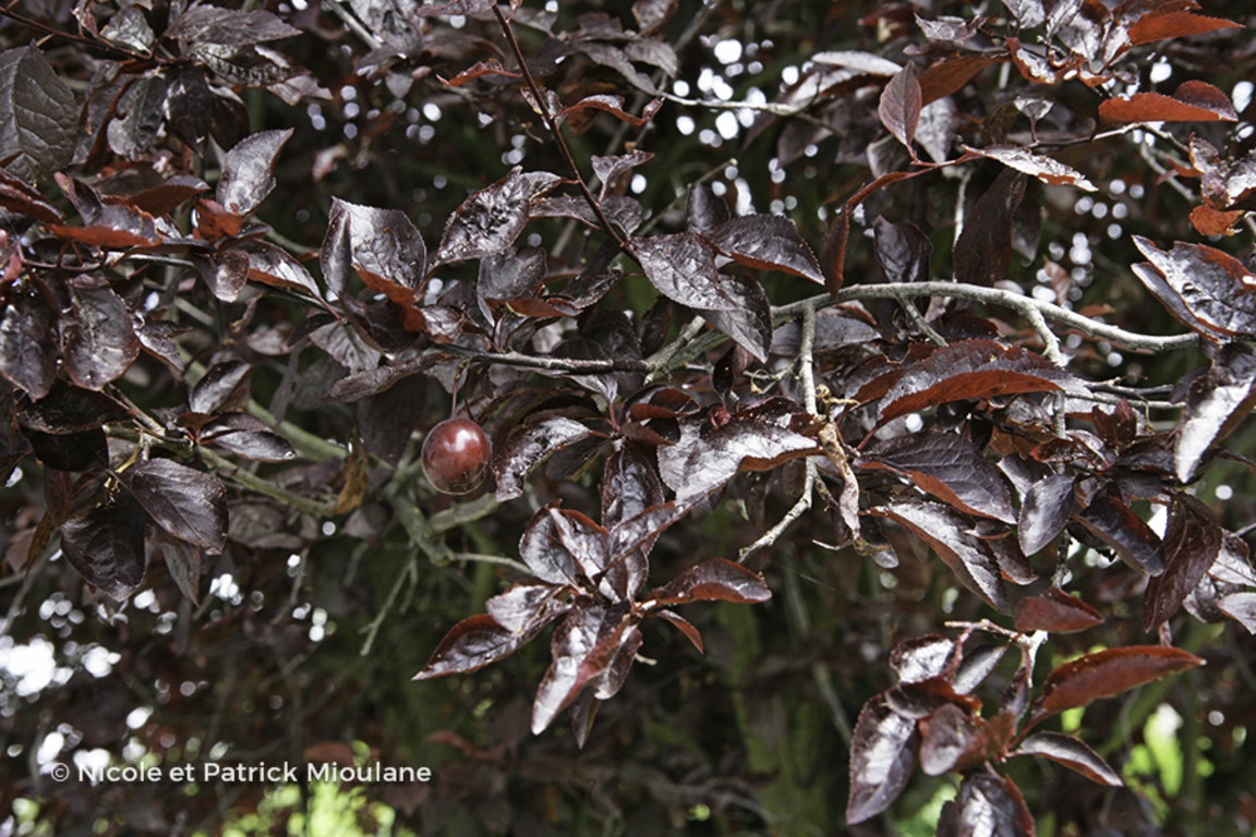 Image de Prunus cerasifera 'Nigra'