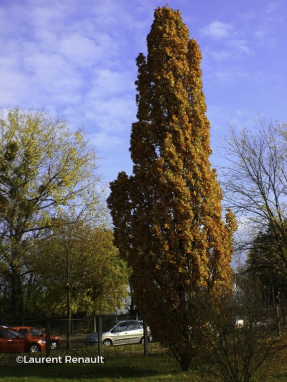 Image de Quercus robur ( Fastigiata Group )