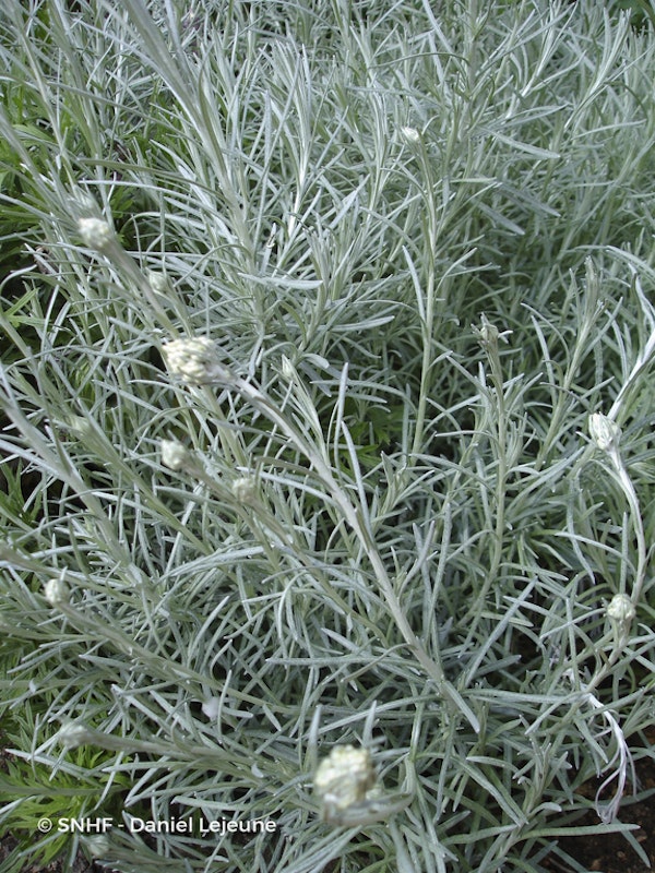 Photo Helichrysum italicum subsp. serotinum