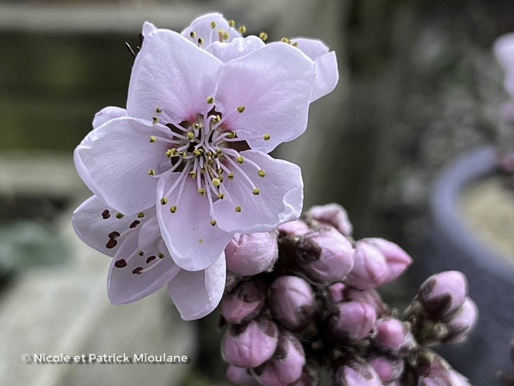 Image de Prunus persica