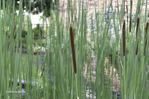 Photo Typha angustifolia
