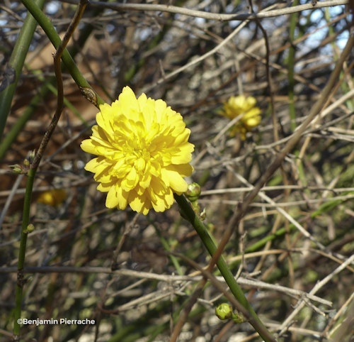 Photo Kerria japonica 'Pleniflora'