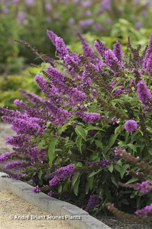 Image de Buddleja davidii 'Podaras#13' FREE PETITE® TUTTI FRUITTI ( FREE PETITE®series )