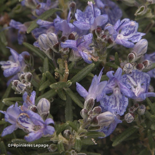 Photo Salvia rosmarinus ( Angustifolia Group ) 'Corsican Blue'