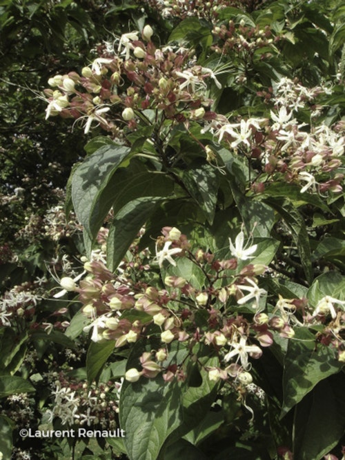 Photo Clerodendrum trichotomum