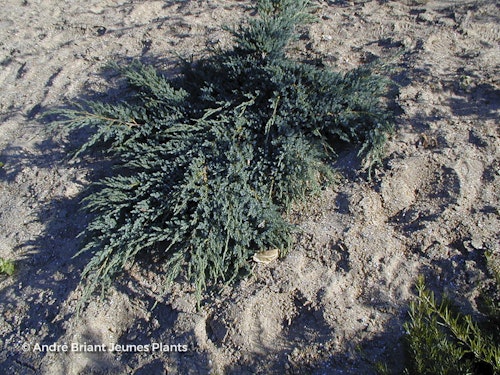 Photo Juniperus squamata 'Blue Carpet'