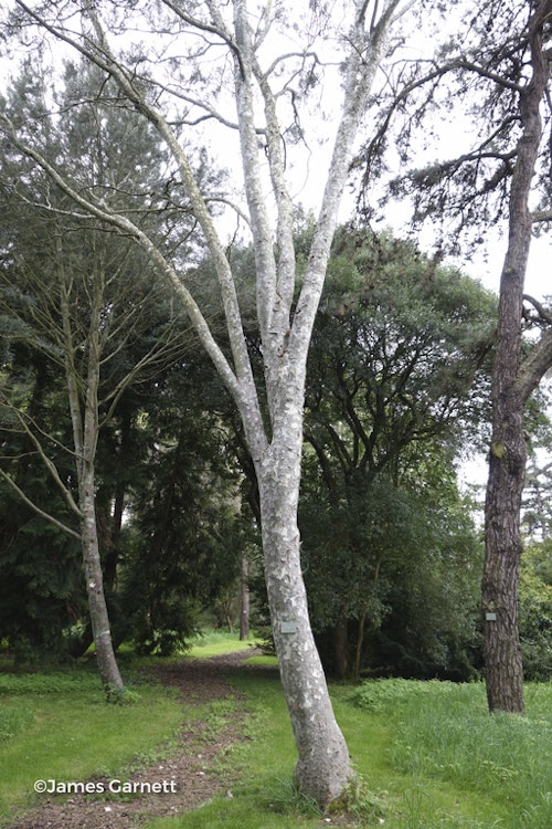 Photo Pinus bungeana