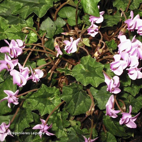 Photo Cyclamen hederifolium