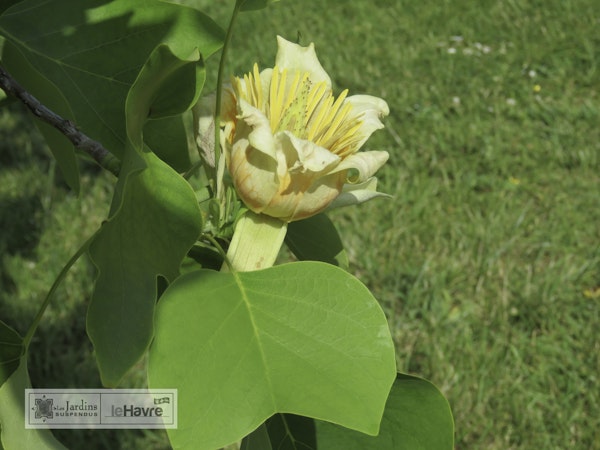 Photo Liriodendron tulipifera