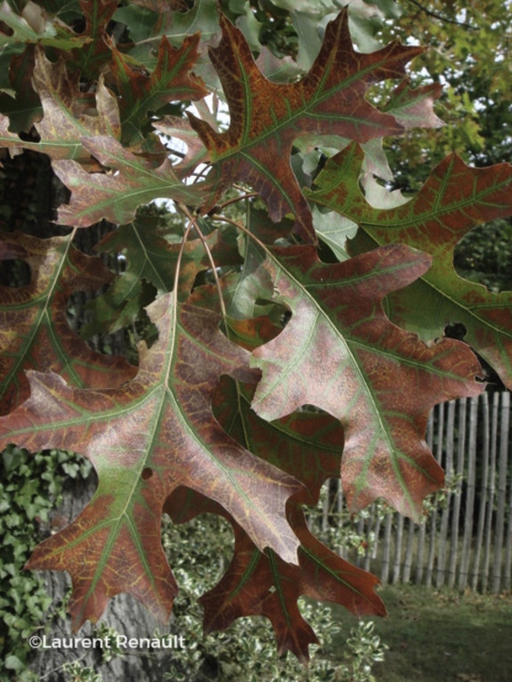 Image de Quercus palustris