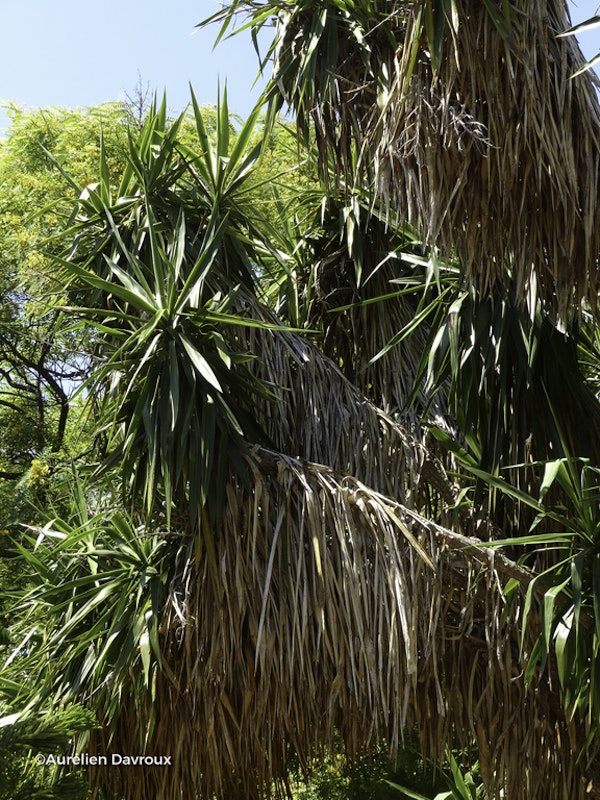 Photo Yucca gigantea
