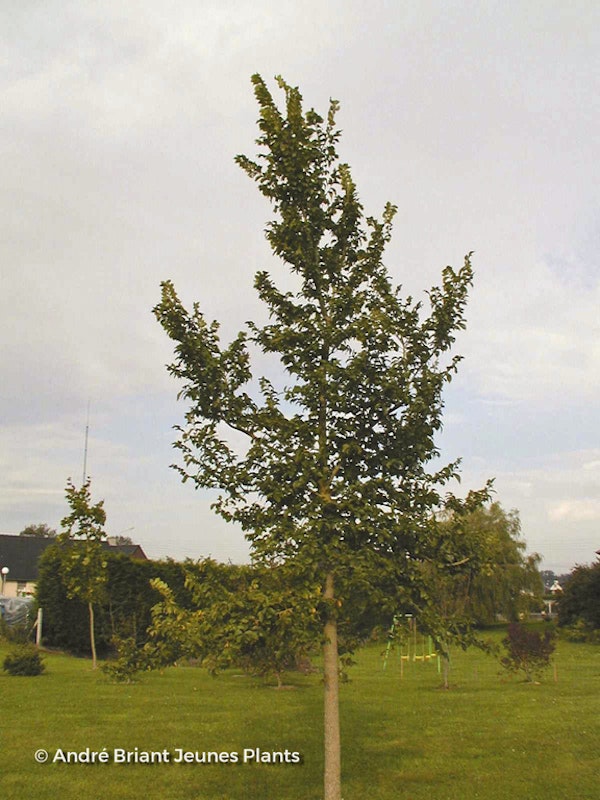 Photo Zelkova carpinifolia