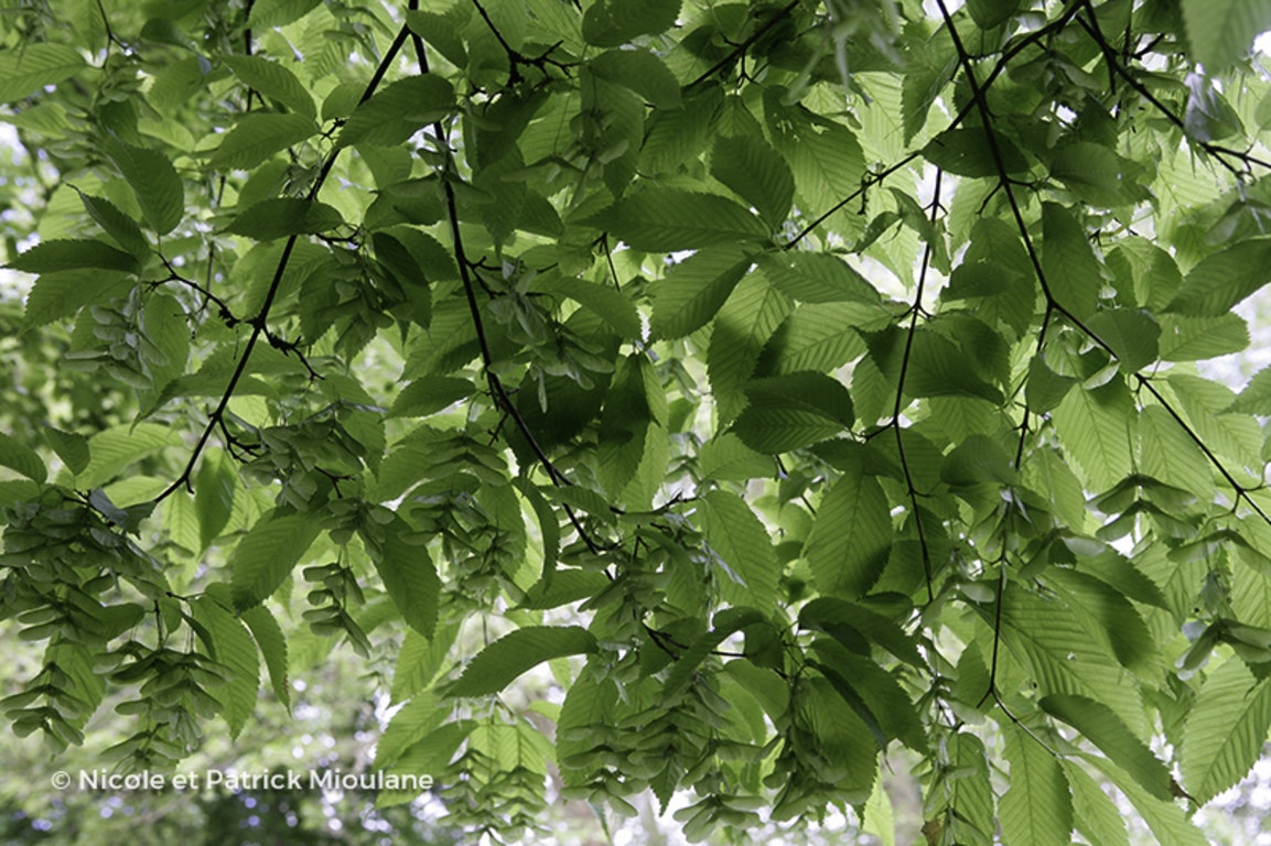 Image de Acer carpinifolium