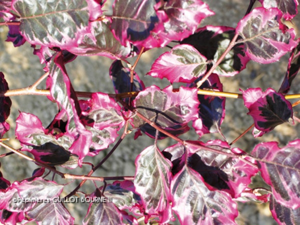 Photo Fagus sylvatica 'Purpurea Tricolor'