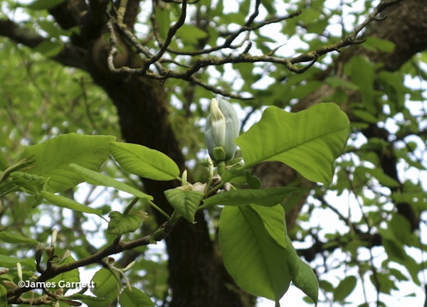 Photo Magnolia acuminata