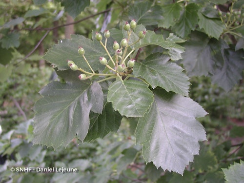 Photo Sorbus latifolia