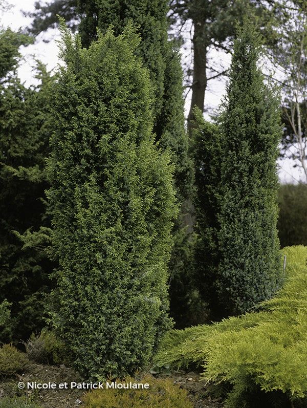Photo Juniperus communis 'Hibernica'