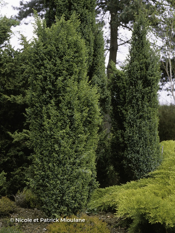 Image de Juniperus communis 'Hibernica'