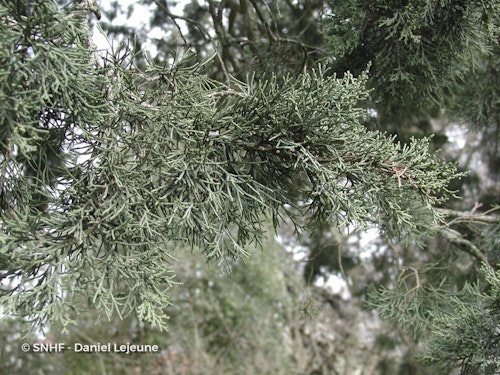 Photo Juniperus virginiana