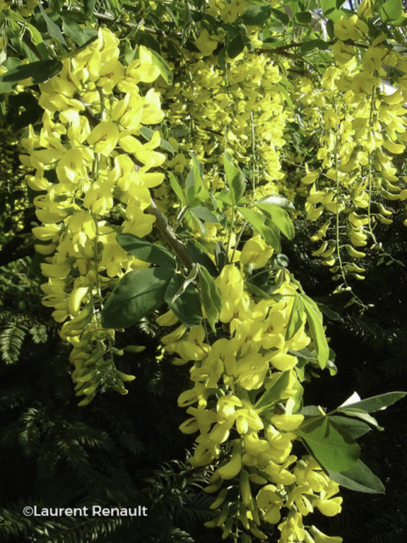 Floriscope | Laburnum Anagyroides