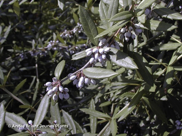 Photo Berberis pruinosa var. longifolia