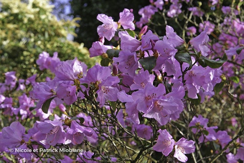 Photo Rhododendron x praecox