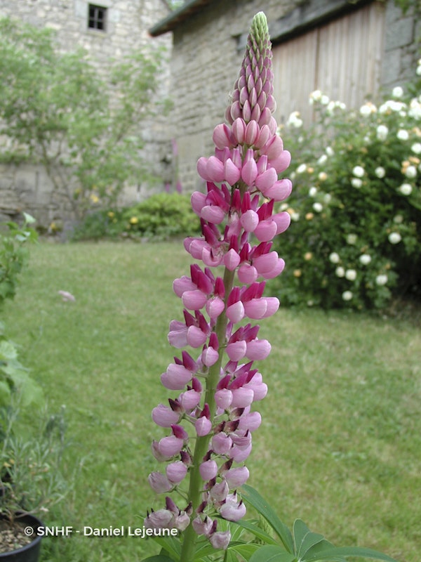 Photo Lupinus x regalis ( Russell Group )