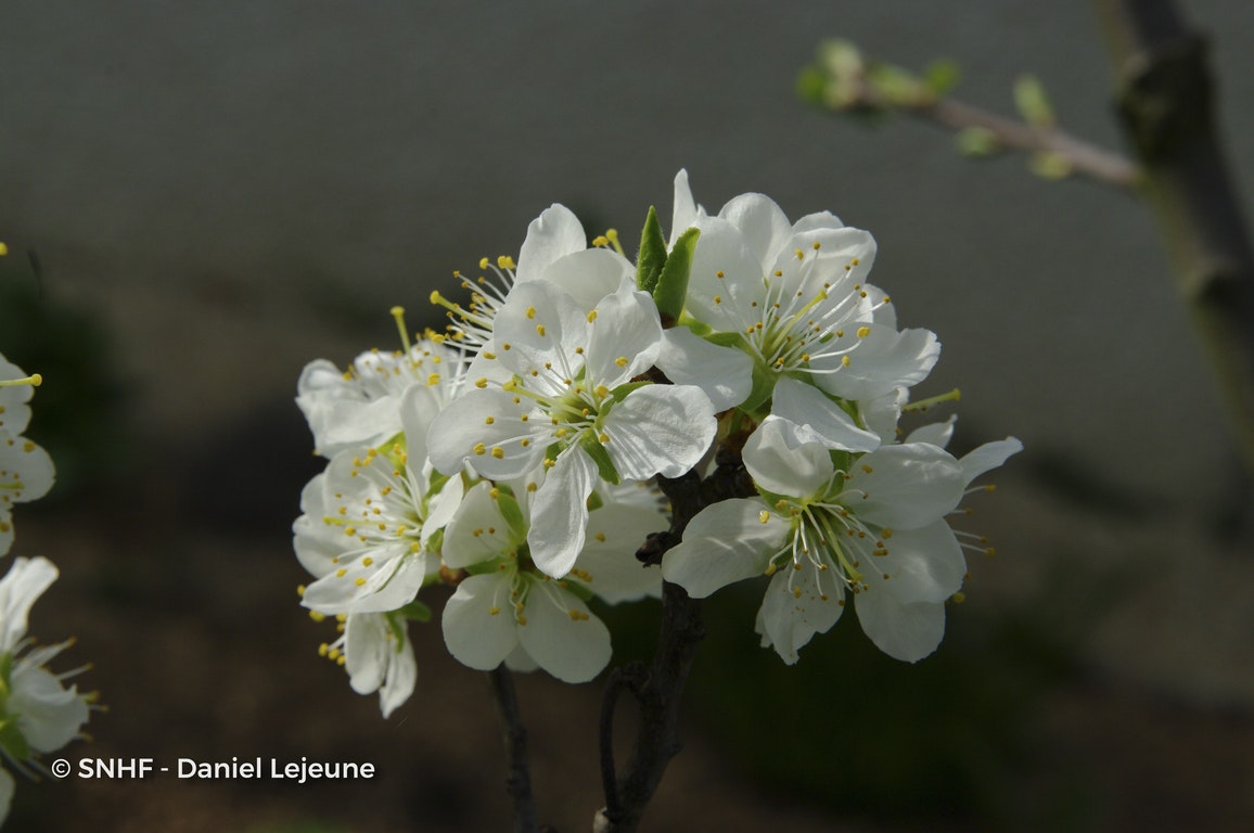 Image de Prunus domestica