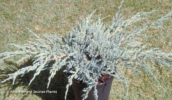 Photo Juniperus squamata 'Blue Carpet'