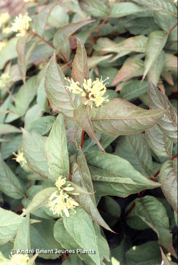 Photo Diervilla sessilifolia